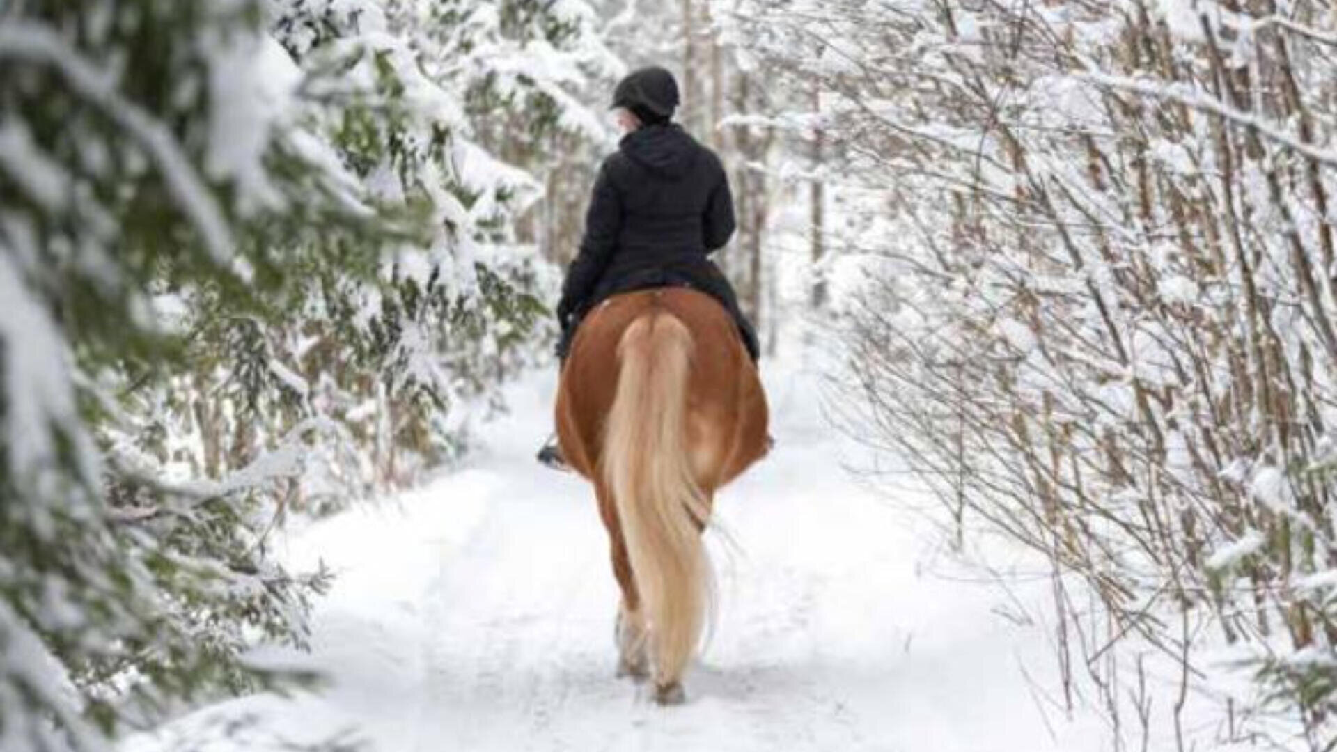 Eine Person in dunkler Winterkleidung und mit Helm reitet auf einem hellbraunen Pferd einen verschneiten Waldweg entlang, umgeben von schneebedeckten Bäumen und Ästen.